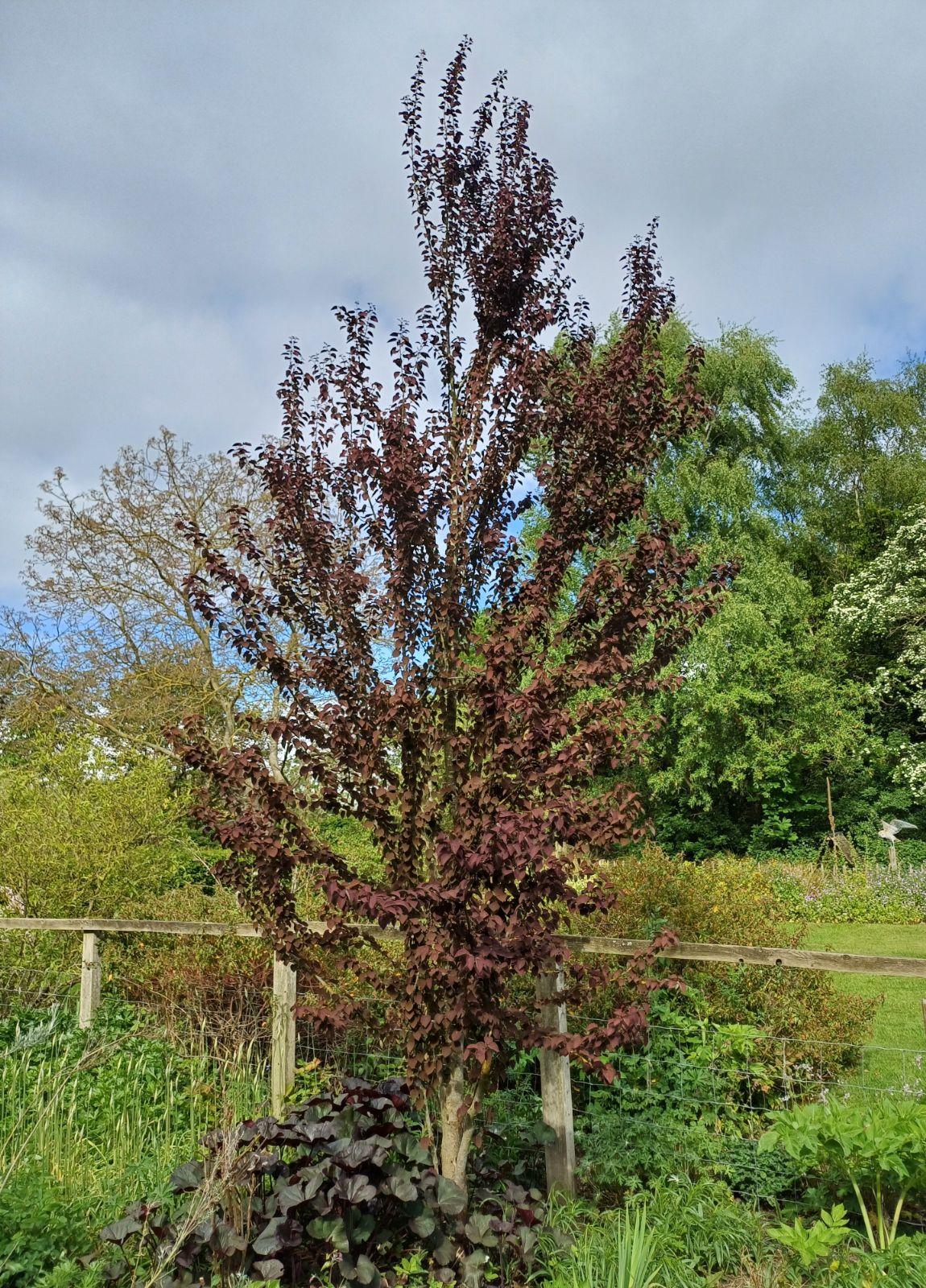 Cercidiphyllum Japonicum - View 10 from www redcrocus com