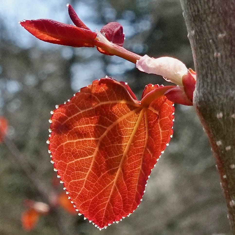Cercidiphyllum Japonicum - View 12 from www redcrocus com