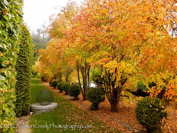 Cercidiphyllum Japonicum - View 13 from www redcrocus com