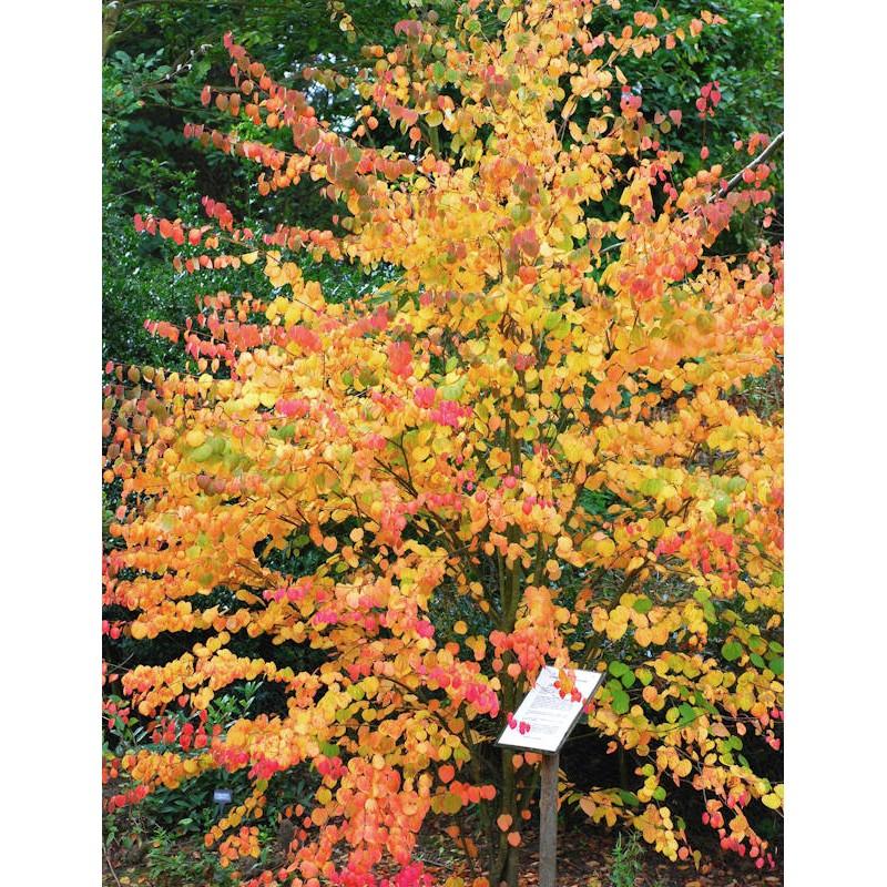 Cercidiphyllum Japonicum - View 18 from www redcrocus com