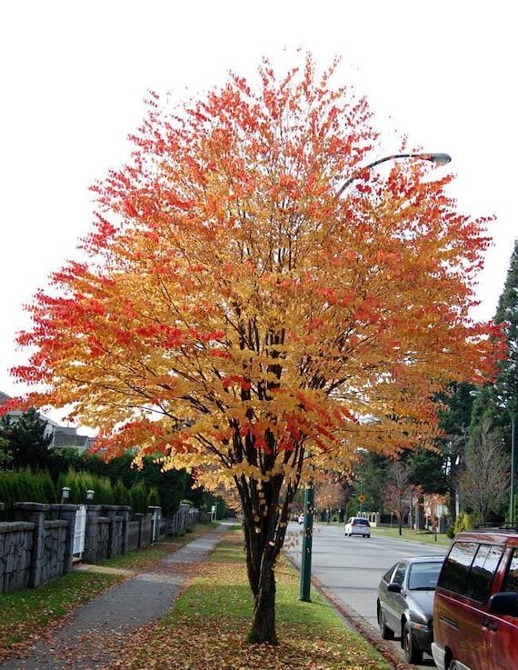 Cercidiphyllum Japonicum - View 19 from www redcrocus com