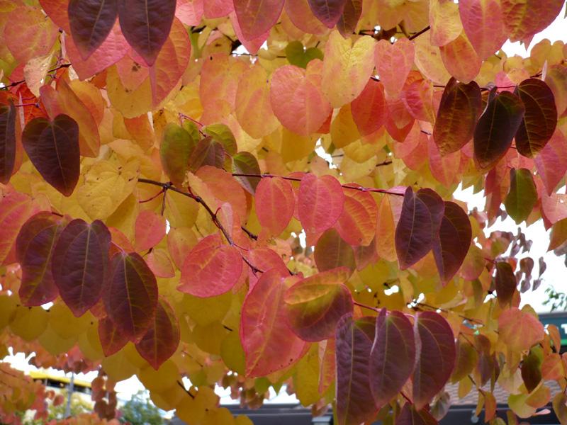 Cercidiphyllum Japonicum - View 24 from www redcrocus com