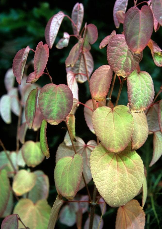 Cercidiphyllum Japonicum - View 26 from www redcrocus com