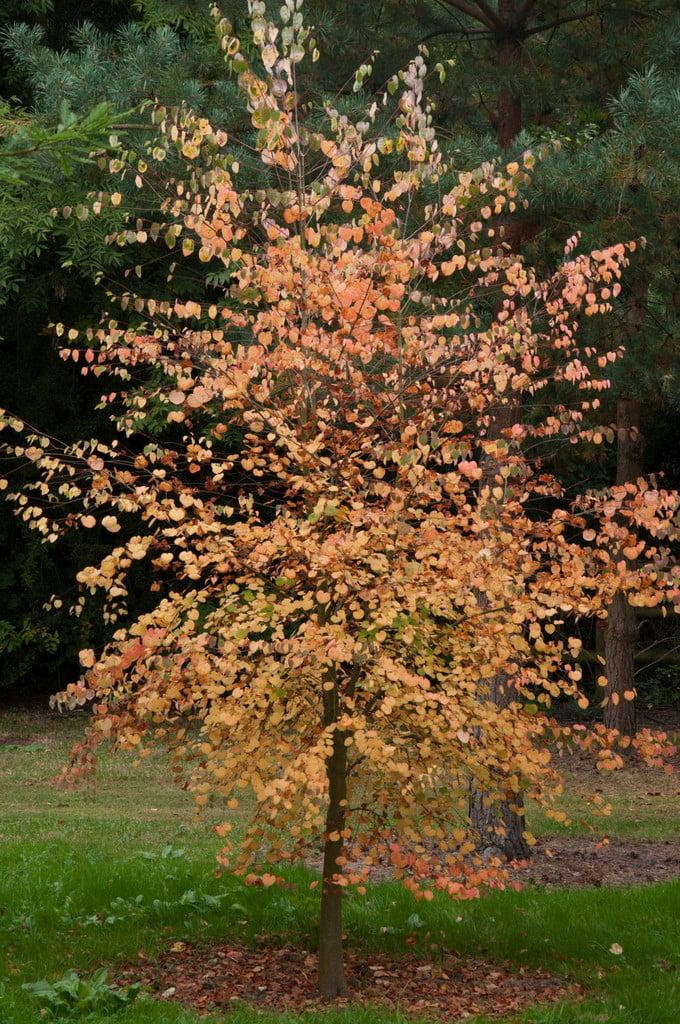 Cercidiphyllum Japonicum - View 27 from www redcrocus com