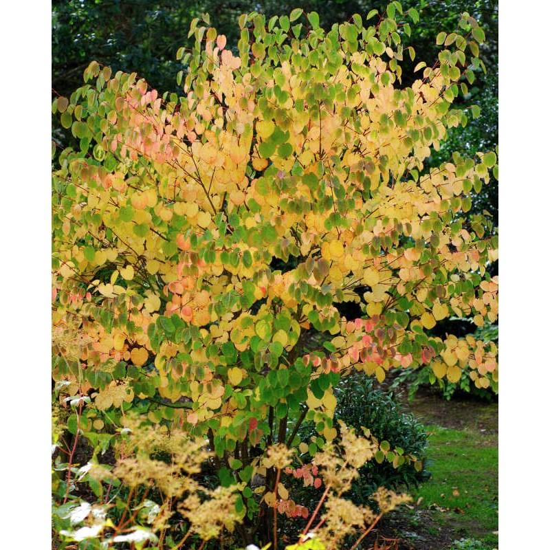 Cercidiphyllum Japonicum - View 2 from www redcrocus com