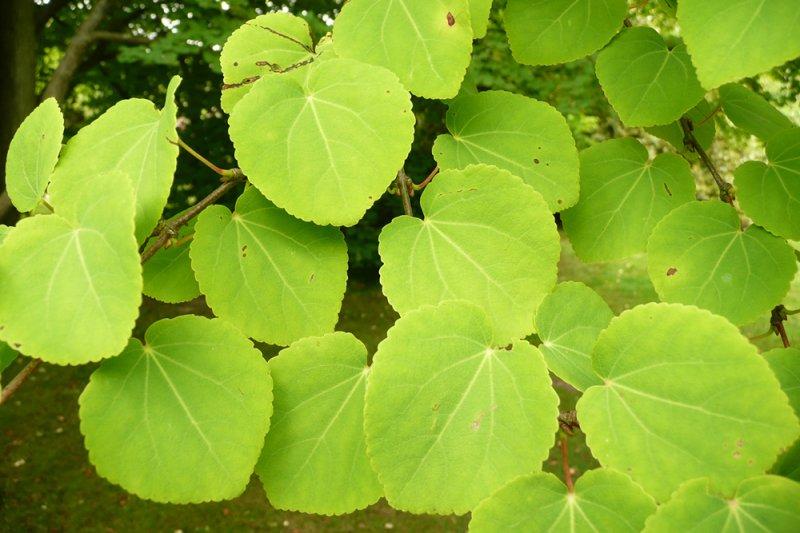 Cercidiphyllum Japonicum - View 32 from www redcrocus com