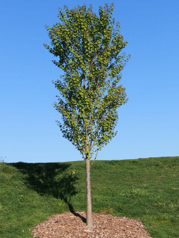 Cercidiphyllum Japonicum - View 33 from www redcrocus com