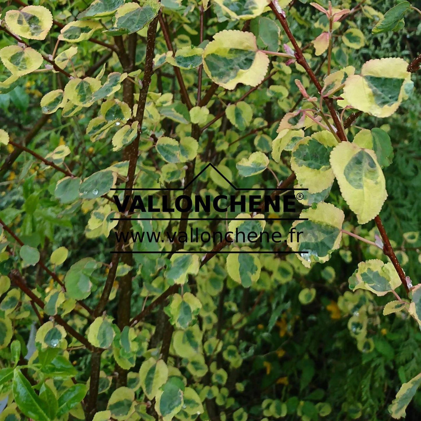 Cercidiphyllum Japonicum - View 35 from www redcrocus com