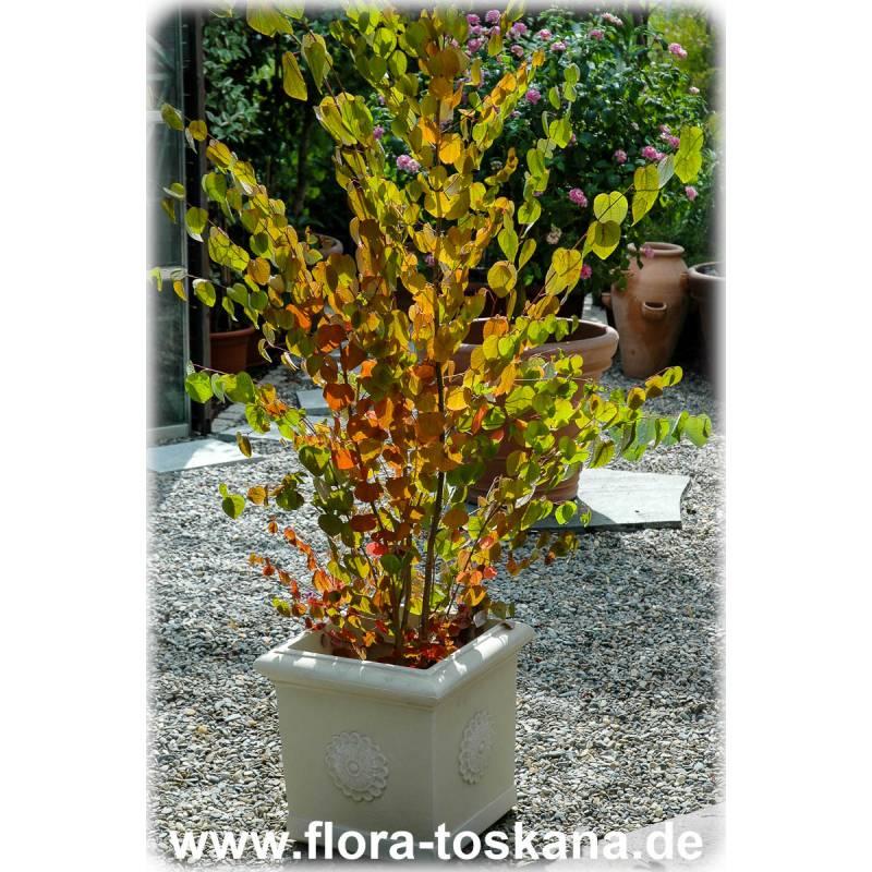 Cercidiphyllum Japonicum - View 36 from www redcrocus com