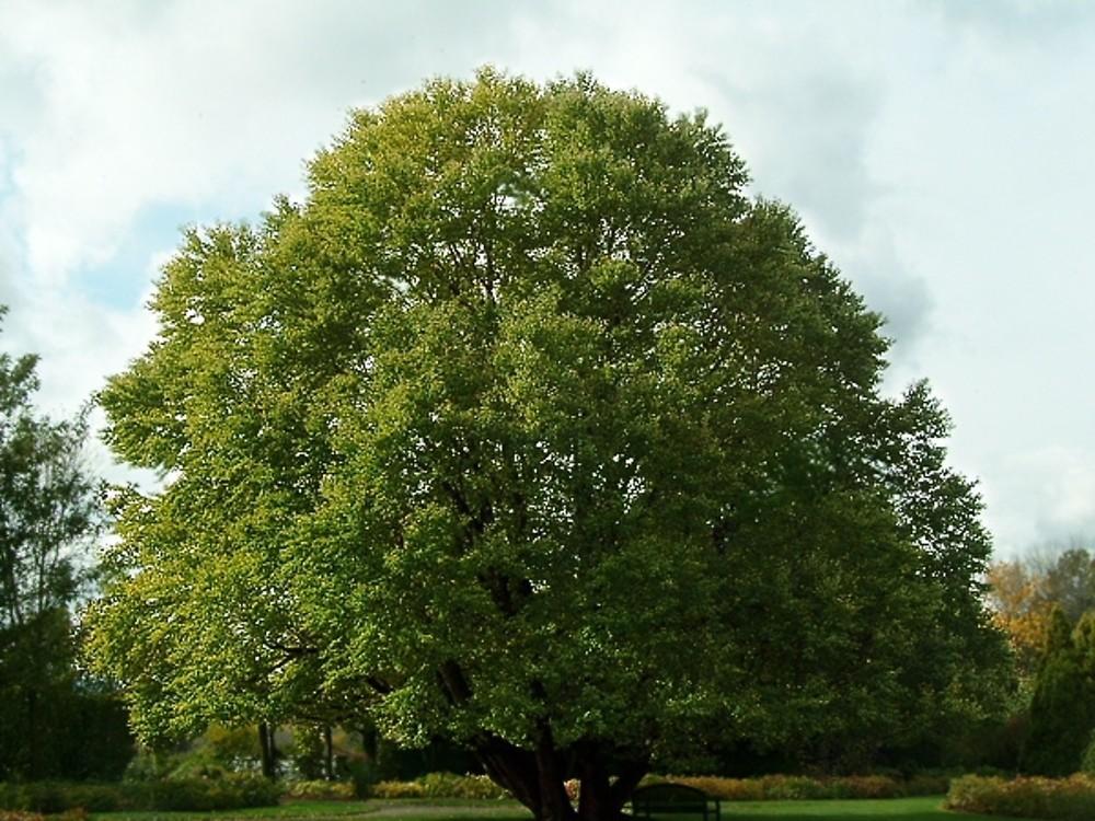 Cercidiphyllum Japonicum - View 3 from www redcrocus com