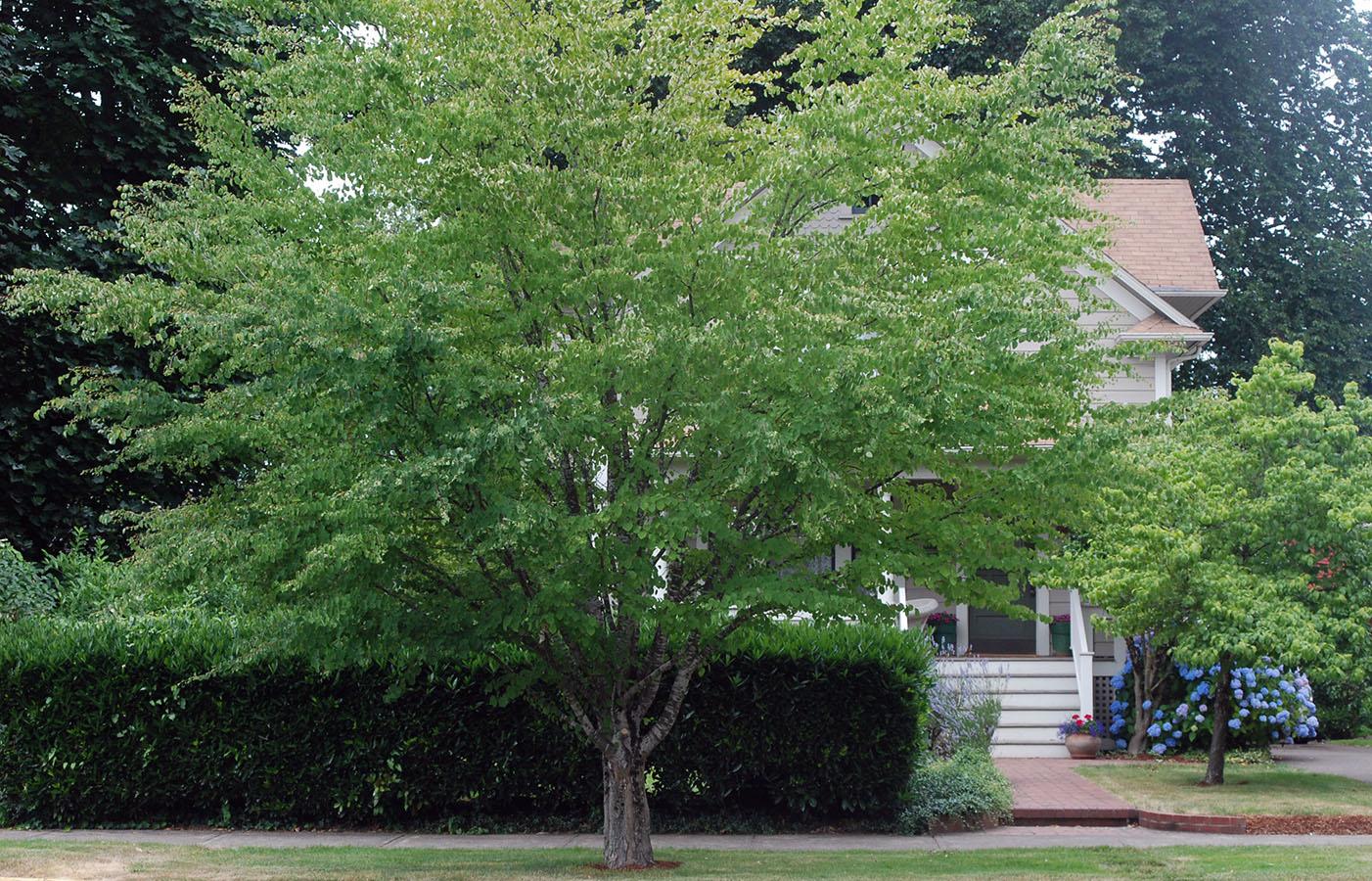 Cercidiphyllum Japonicum - View 4 from www redcrocus com