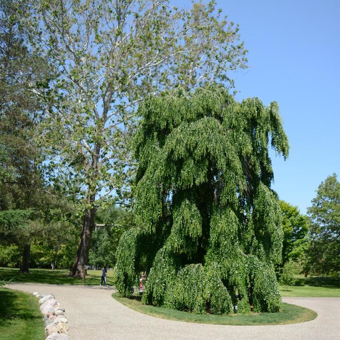 Cercidiphyllum Japonicum - View 5 from www redcrocus com