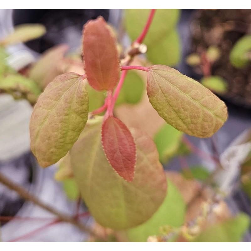 Cercidiphyllum Japonicum - View 6 from www redcrocus com