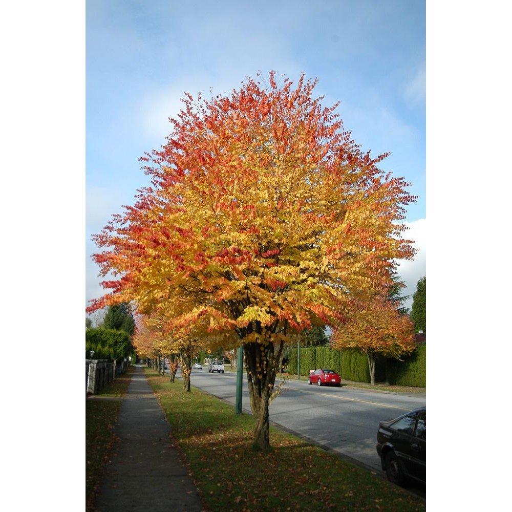 Cercidiphyllum Japonicum - View 8 from www redcrocus com
