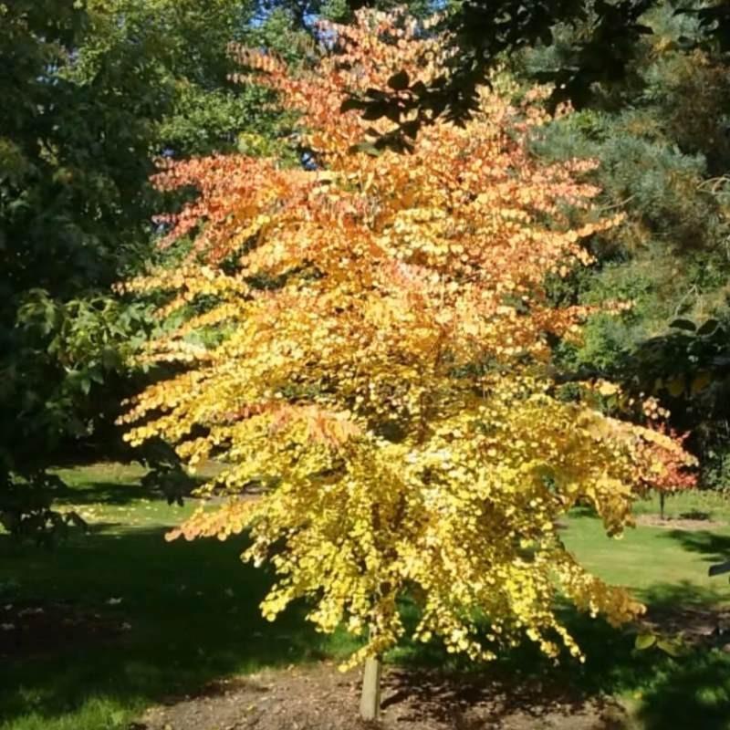 Cercidiphyllum Japonicum - View 9 from www redcrocus com