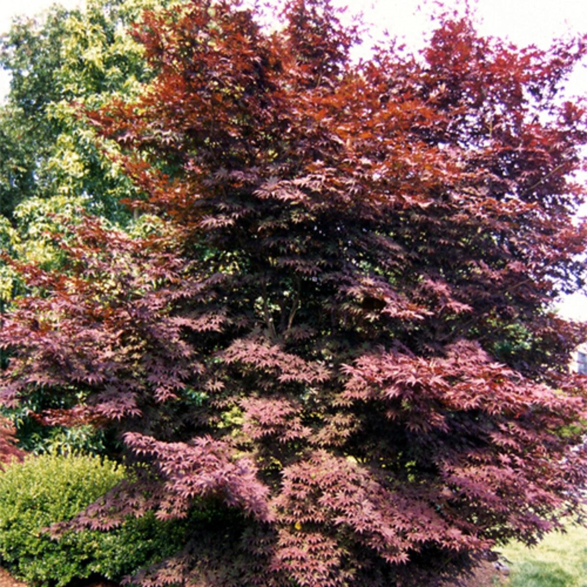 Acer Palmatum Emperor 1 - View 16 from www redcrocus com