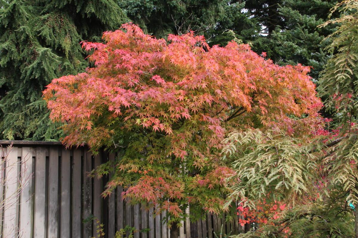 Acer Palmatum 'nishiki Gawa' - View 11 from www redcrocus com