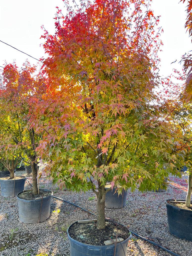 Acer Palmatum 'nishiki Gawa' - View 13 from www redcrocus com