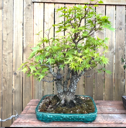 Acer Palmatum 'nishiki Gawa' - View 15 from www redcrocus com