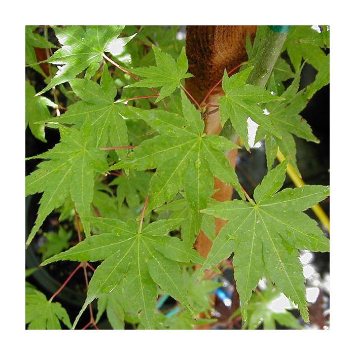 Acer Palmatum 'nishiki Gawa' - View 17 from www redcrocus com