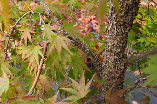 Acer Palmatum 'nishiki Gawa' - View 1 from www redcrocus com