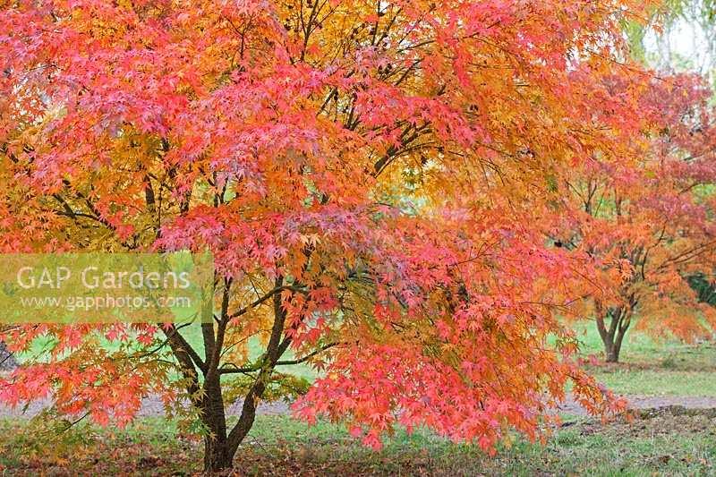 Acer Palmatum 'nishiki Gawa' - View 20 from www redcrocus com