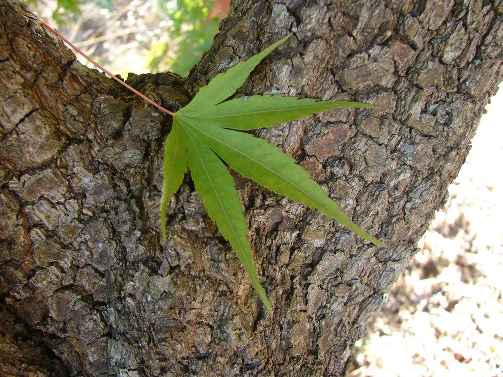 Acer Palmatum 'nishiki Gawa' - View 22 from www redcrocus com