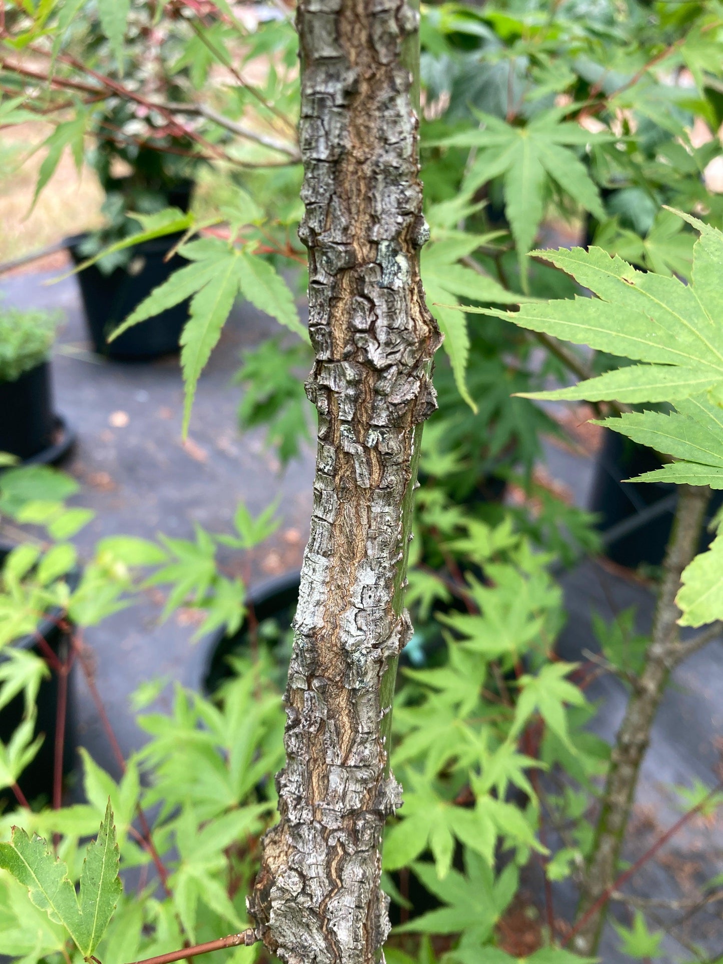Acer Palmatum 'nishiki Gawa' - View 27 from www redcrocus com