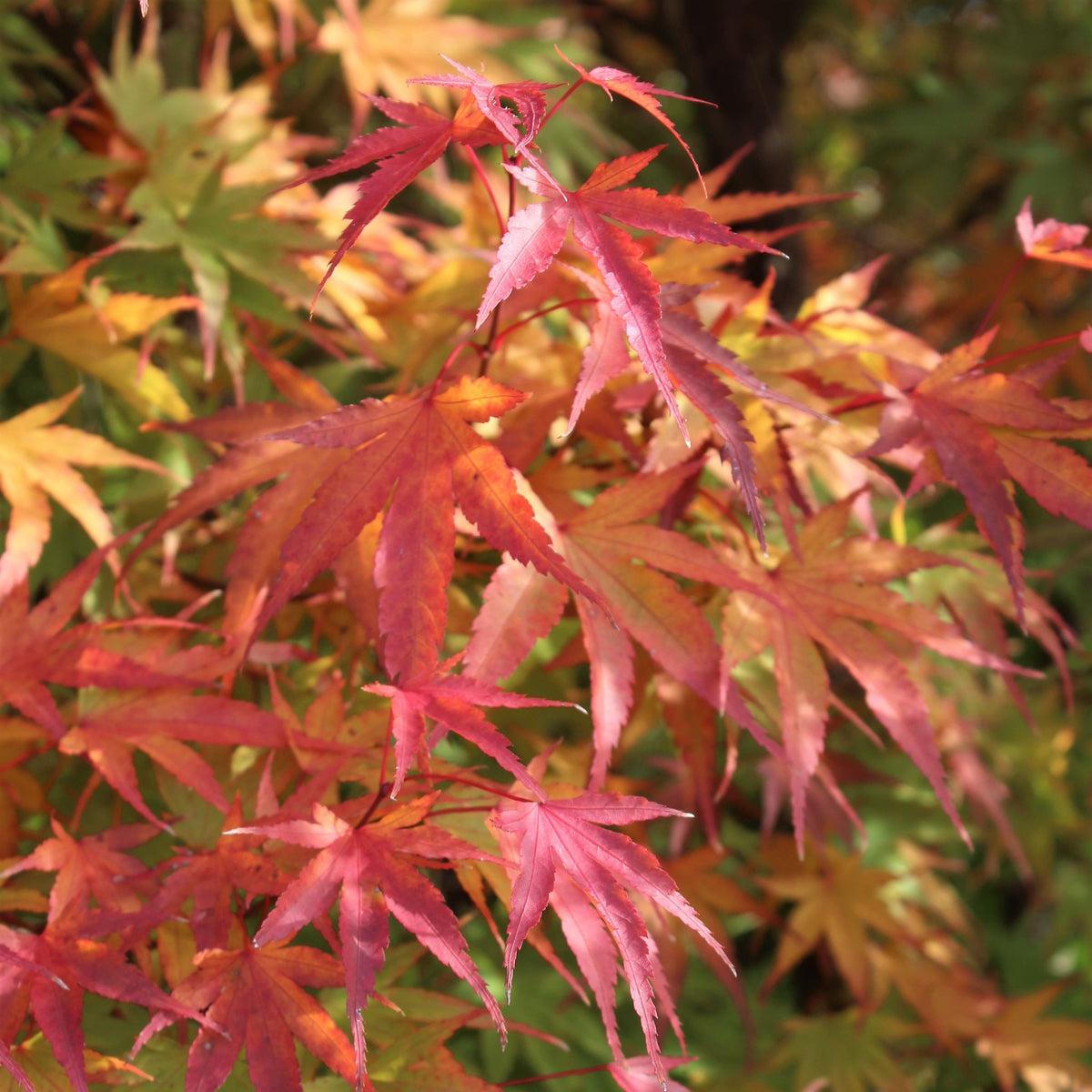Acer Palmatum 'nishiki Gawa' - View 28 from www redcrocus com