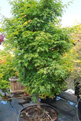 Acer Palmatum 'nishiki Gawa' - View 29 from www redcrocus com