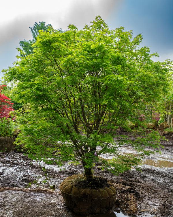 Acer Palmatum 'nishiki Gawa' - View 2 from www redcrocus com