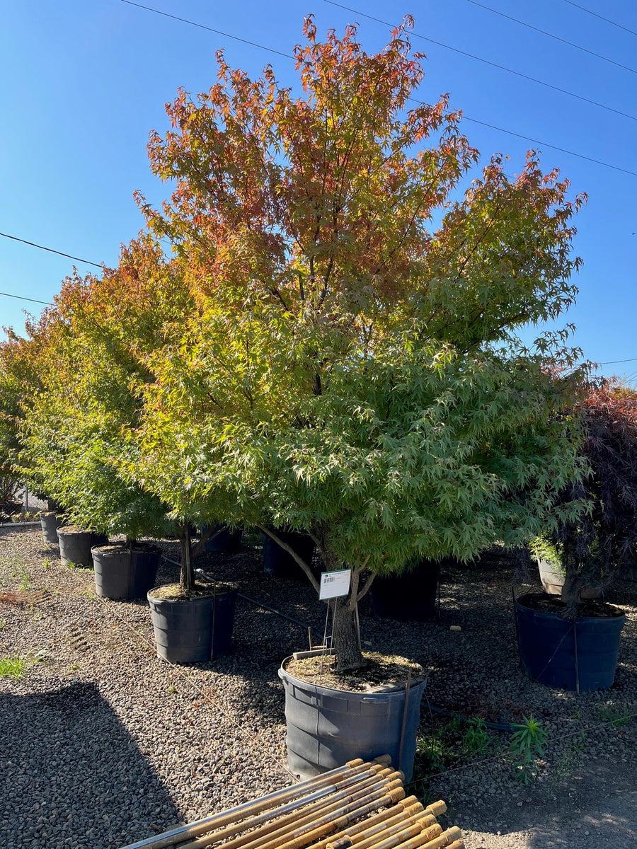 Acer Palmatum 'nishiki Gawa' - View 30 from www redcrocus com