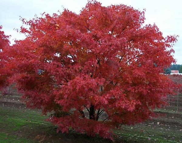 Acer Palmatum 'nishiki Gawa' - View 31 from www redcrocus com