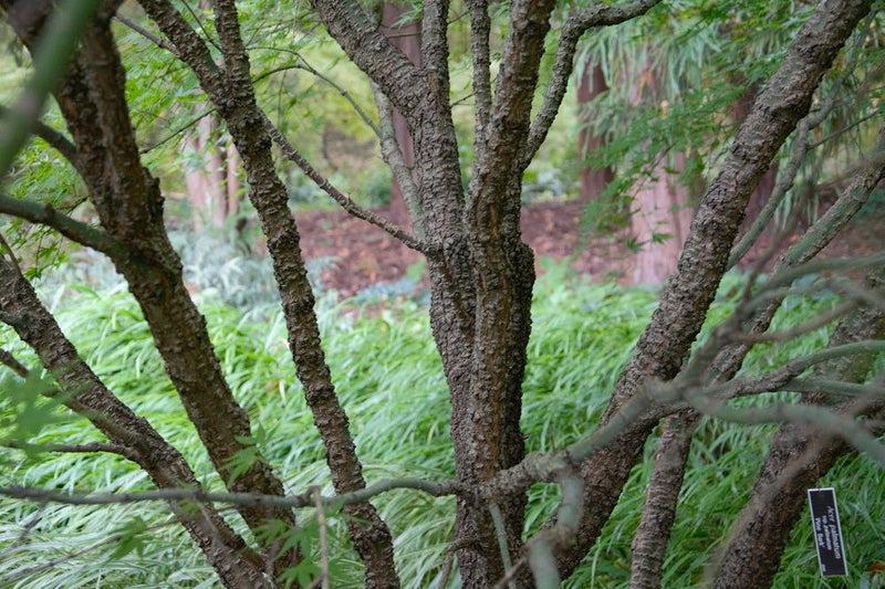 Acer Palmatum 'nishiki Gawa' - View 33 from www redcrocus com