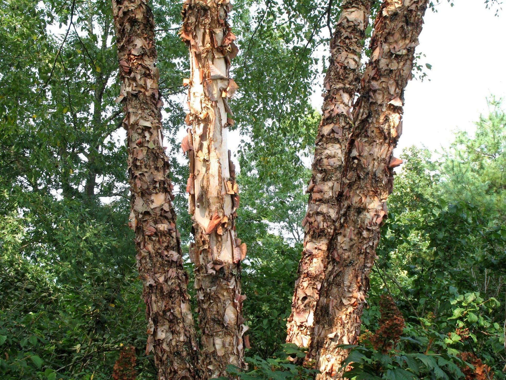 Betula Nigra Heritage Single Stem - View 10 from www redcrocus com