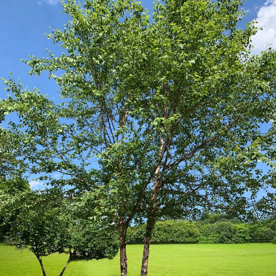 Betula Nigra Heritage Single Stem - View 15 from www redcrocus com
