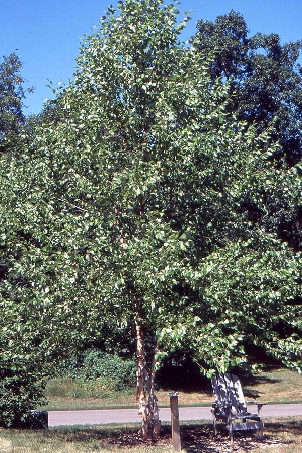 Betula Nigra Heritage Single Stem - View 6 from www redcrocus com