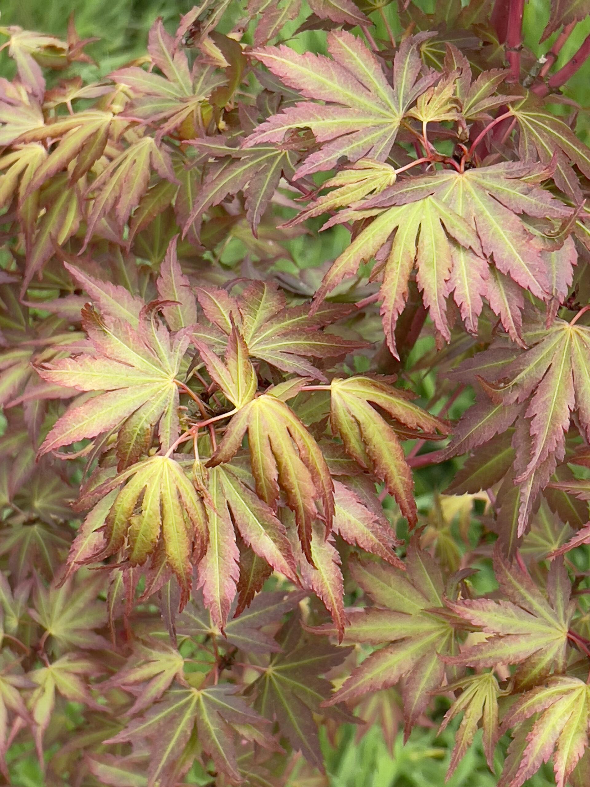 Acer Palmatum Sango Kaku - View 13 from www redcrocus com