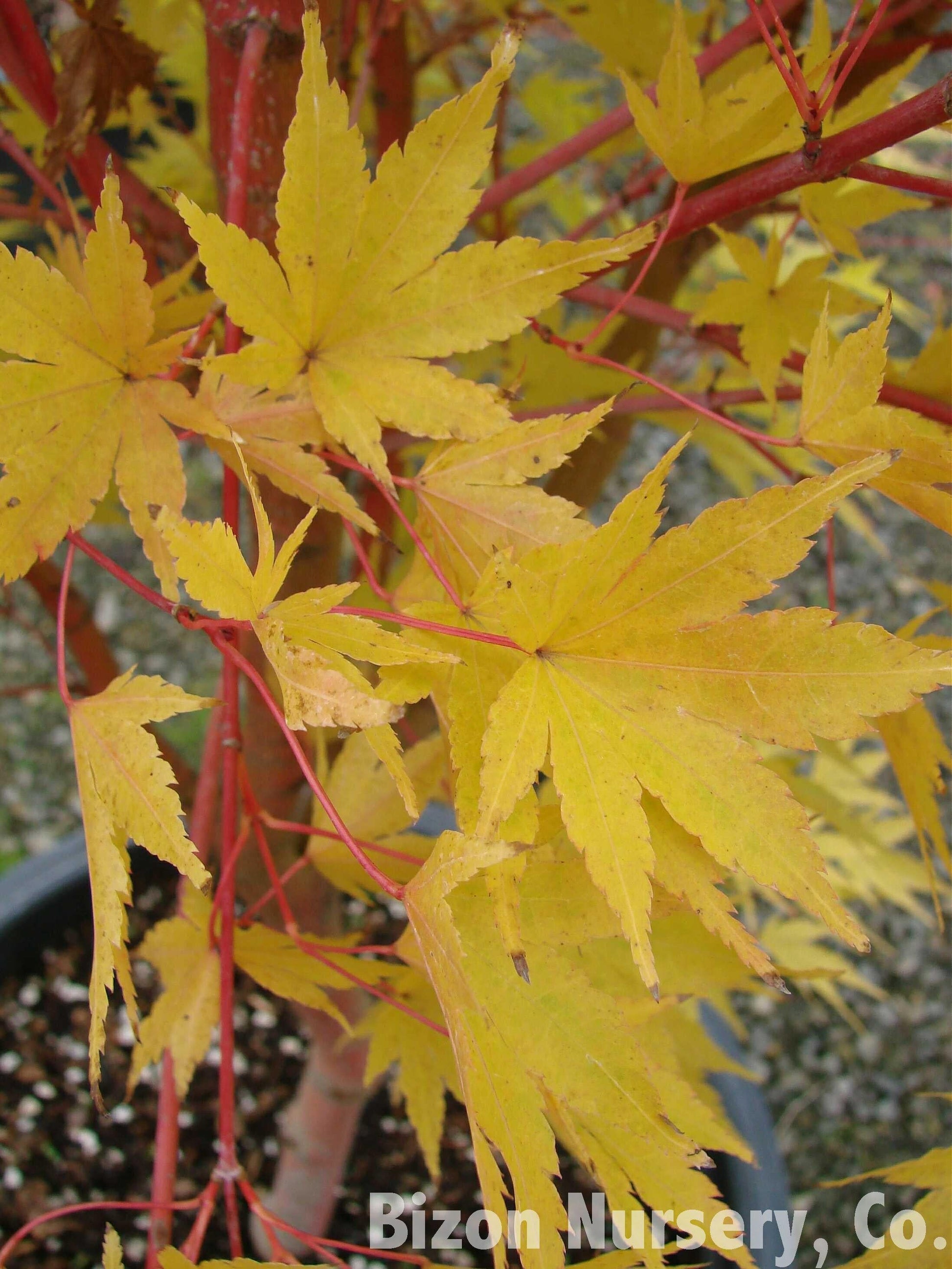 Acer Palmatum Sango Kaku - View 14 from www redcrocus com
