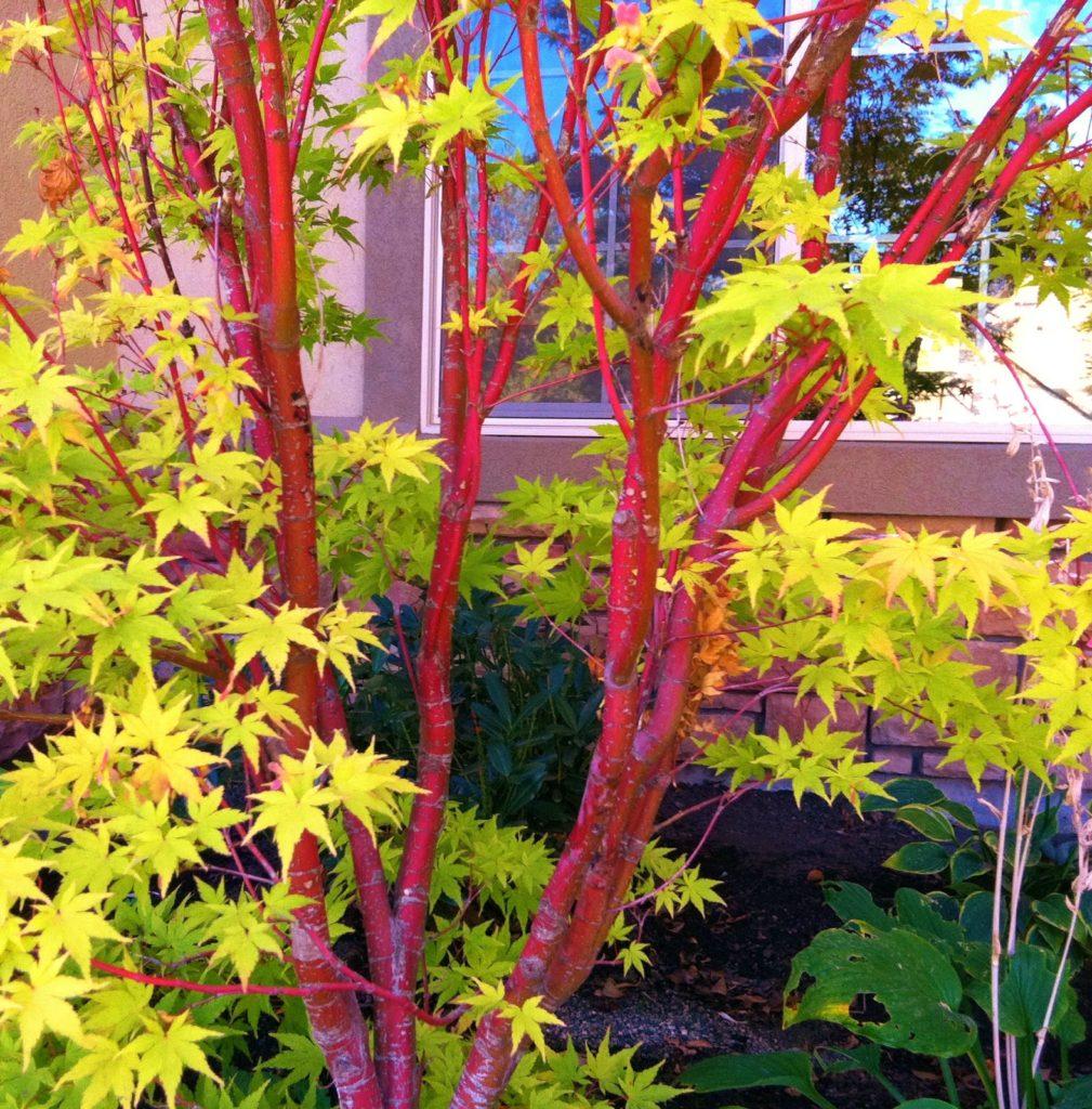 Acer Palmatum Sango Kaku - View 20 from www redcrocus com