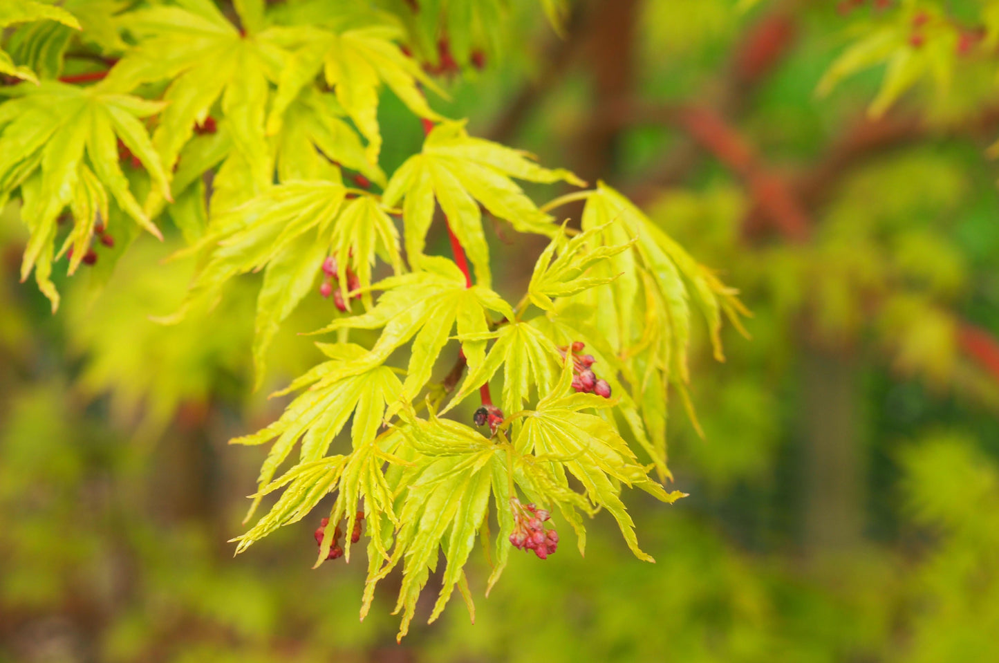 Acer Palmatum Sango Kaku - View 8 from www redcrocus com