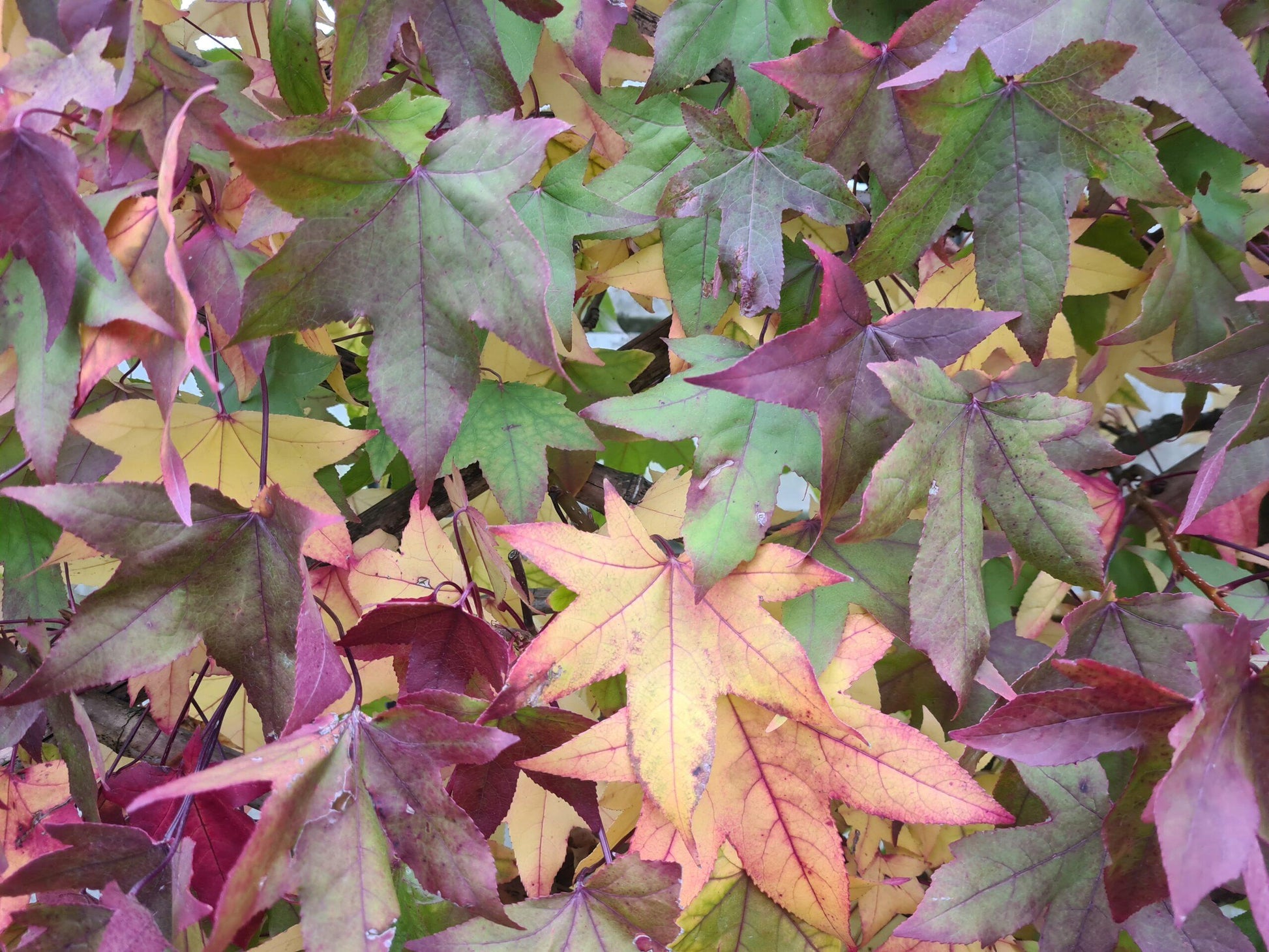 Liquidambar Styraciflua Slender Silhouette - View 15 from www redcrocus com