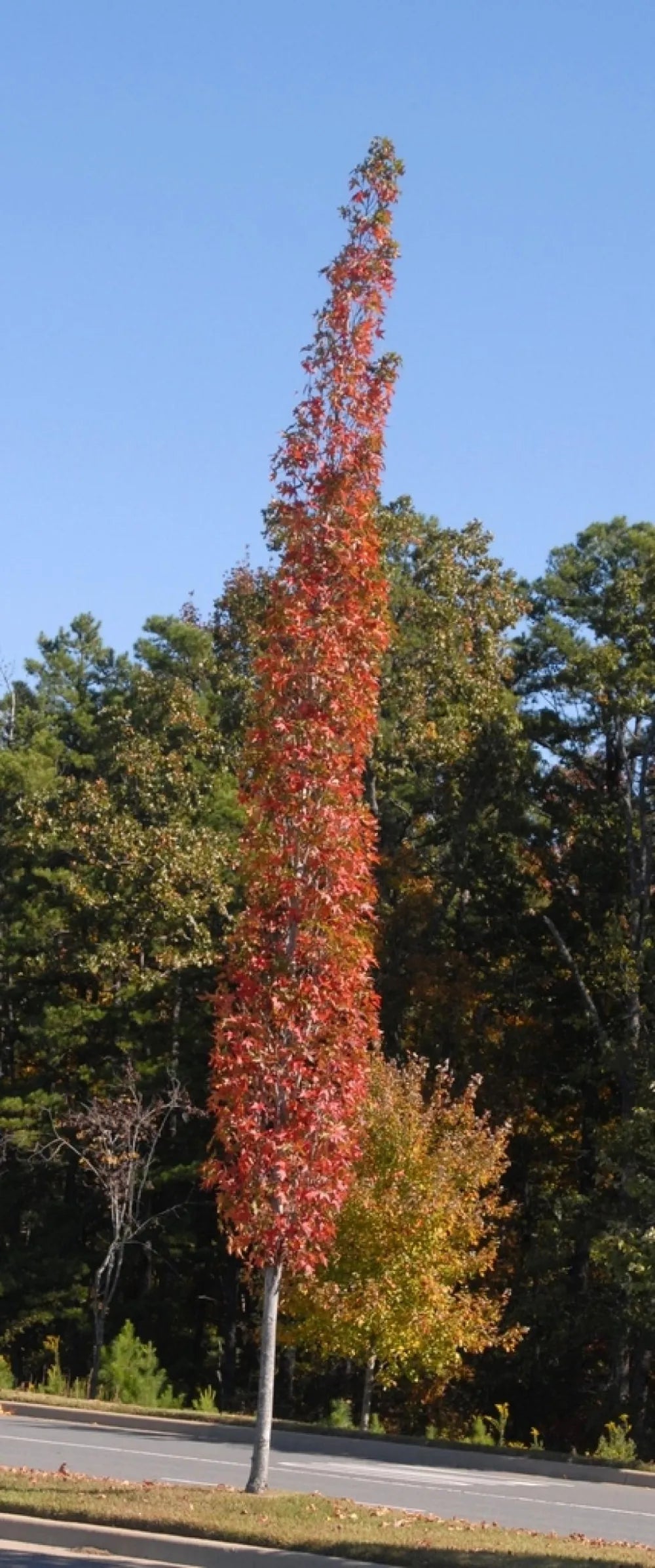Liquidambar Styraciflua Slender Silhouette - View 5 from www redcrocus com