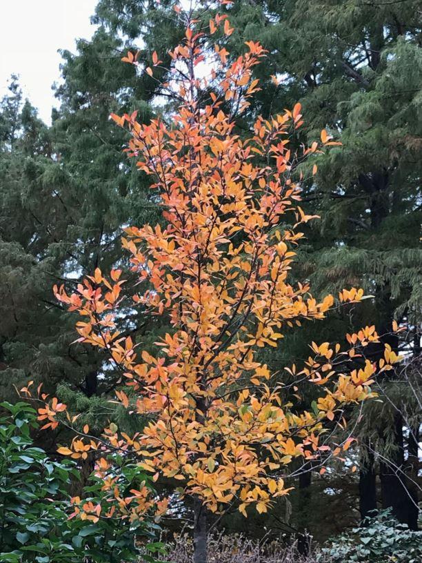 Nyssa Sylvatica Wild Fire - View 10 from www redcrocus com