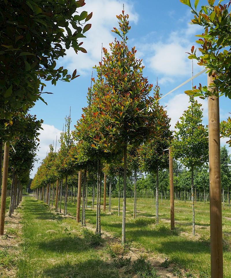 Nyssa Sylvatica Wild Fire - View 18 from www redcrocus com