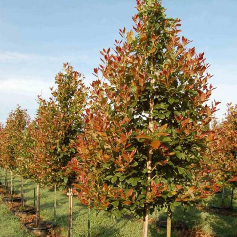 Nyssa Sylvatica Wild Fire - View 2 from www redcrocus com