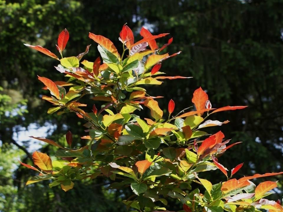 Nyssa Sylvatica Wild Fire - View 3 from www redcrocus com