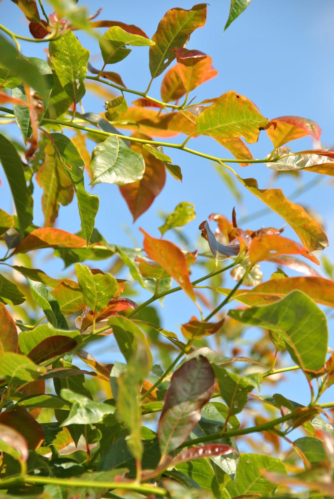 Nyssa Sylvatica Wild Fire - View 8 from www redcrocus com