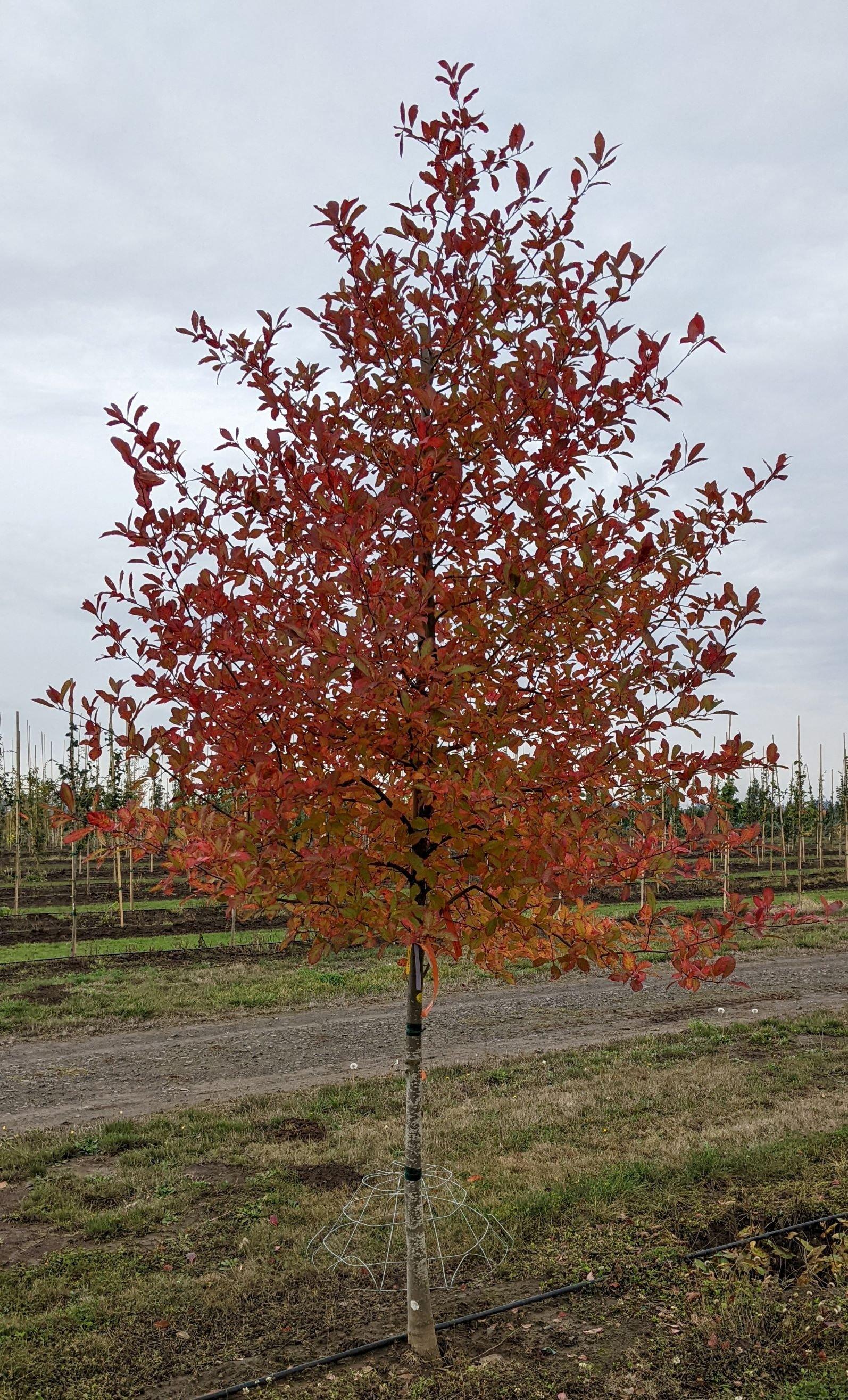 Nyssa Sylvatica Wild Fire - View 10 from www redcrocus com