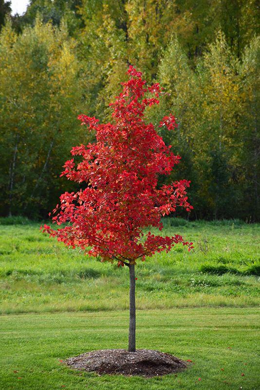 Nyssa Sylvatica Wild Fire - View 13 from www redcrocus com